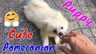 How Pomeranian Puppy Reacts When Seeing Stranger  Running Barking  Viral Dog Puppy [upl. by Barboza159]