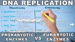 DNA Replication  Prokaryotic vs Eukaryotic Enzymes [upl. by Andriana404]