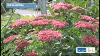 Sedum Autumn Joy  Growing Tips [upl. by Tsan]