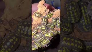 Armadillidium gestroi inverts isopods cleanupcrew cute pets metallica hobby breeder [upl. by Allister]