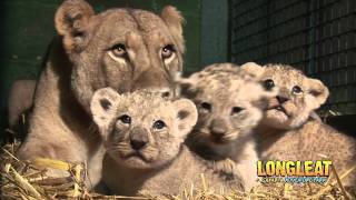 Longleat Lion Cubs at four weeks old [upl. by Menard653]