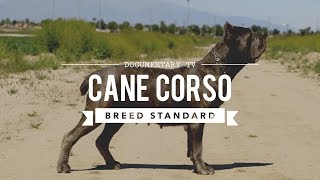 CANE CORSO BREED STANDARD [upl. by Petronille]