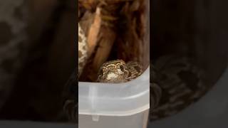 CUTE HOGNOSE WANTS TO ESCAPE [upl. by Charlot]