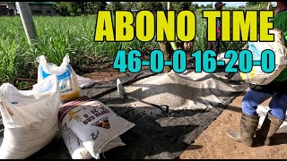 FIRST ABONO SA GAMAY NGA TUBO FARM Urea amp Ammonium [upl. by Porter]