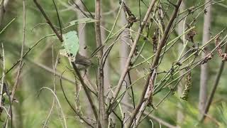 Superb Fairywren 9 [upl. by Antonella]