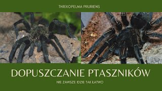 KOPULACJA THRIXOPELMA PRURIENS Thrixopelma pruriens mating  OPORNA SAMICA [upl. by Airotahs]