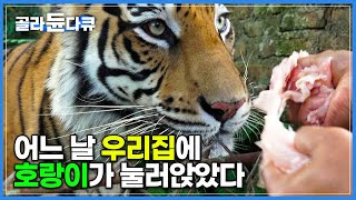 얼떨결에 시작된 호랑이와의 동거 맹수와 한 집에 사는 남자│어미 잃은 아기 호랑이가 고양이보다 순하고 강아지만큼 귀여운 반려동물이 된 사연│인도네시아│세계테마기행│골라듄다큐 [upl. by Animrelliug796]