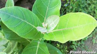 Calotropis procera  Xerophytic adaptations  Practical  Spotting Maharashtra Board [upl. by Brod]