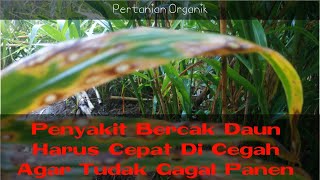 Tutorial Pengendalian Dan Pencegahan Penyakit Bercak Daun Jahe Secara Organik [upl. by Martelli974]