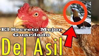 El Secreto Mejor Guardado Del Asil Gallo [upl. by Ahsinom]