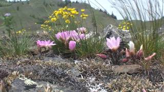 Lewisia rediviva without Bach [upl. by Ikkiv]