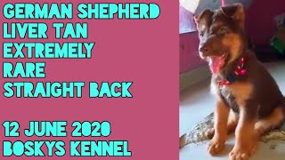 12 June 2020 Liver Tan Extremely RARE German Shepherd Straight Back from Boskys Kennel [upl. by Tuppeny]