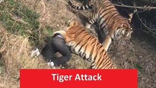 latest tiger attack in India [upl. by Trout]