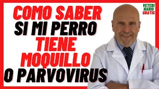 🔴 Cómo Saber si mi PERRO tiene MOQUILLO o PARVOVIRUS 🔴 Síntomas y Tratamiento en Perros CACHORROS [upl. by Ardnola]