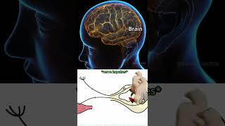 How Reflex Actions Work Explanation Below [upl. by Neelrad]