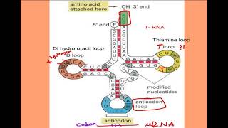 7 Cell biology  Classes of RNA  DNA supercoiling and Cell cycle شرح بالعربي [upl. by Zetnwahs]