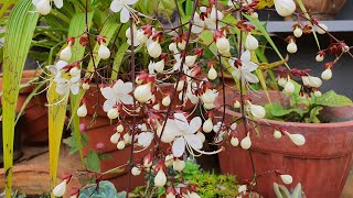 Plant of the Month Clerodendrum Smithianum Not Wallichii Light Bulb Plant [upl. by Koal]