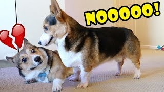 My Dog Rejects NEW CORGI Brother Surprise  Life After College Ep 616 [upl. by Aohk]