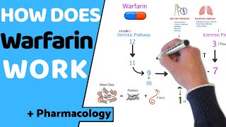 How does Warfarin Work  Pharmacology [upl. by Vanda]