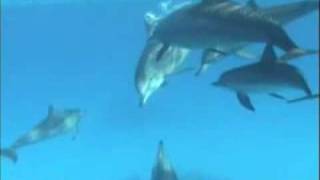 Nager avec les dauphins [upl. by Reave]