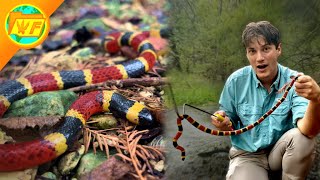 DEADLIEST VENOM in America The Coral Snake [upl. by Sheedy208]