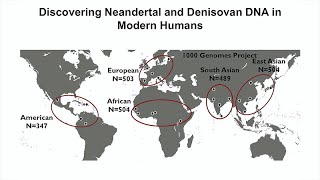 Tales of Human History Told by Neandertal and Denisovan DNA That Persist in Modern Humans [upl. by Ytsanyd483]