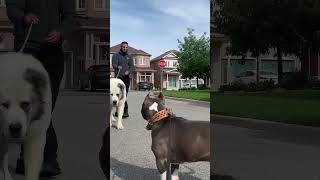 alabai vs Pitbull dog aggressive alabai pitbull shorts [upl. by Asseniv]