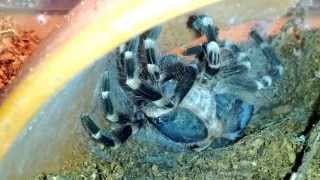 a geniculata molting 1 HD [upl. by Soilissav]