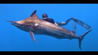 Spearing a 142kg Black Marlin on Reel Guns [upl. by Ayyidas460]