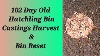 Hatchling Worm Bin Reset After 102 Days vermicomposting worms redwigglers vermicompost castings [upl. by Akahs]