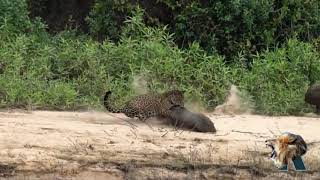 Jaguar Cazando Capibara  El Rey De América [upl. by Fabozzi127]