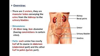 Anatomy of the Ureters  Dr Ahmed Farid [upl. by Nosirrag145]