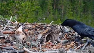 Osprey died protecting the chicks by chasing a raven Then the raven come back and killed one chick [upl. by Peter]