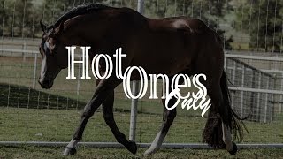 Hot Ones Only quotThe Winningest Stallion In AQHA Historyquot [upl. by Anaahs137]