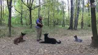 Training a German Shepherd a Malinois a Cattle Dog  Teaching tricks [upl. by Ahsoik]