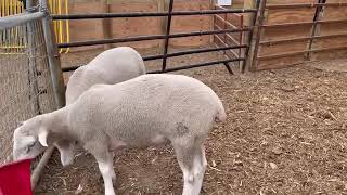 Rambouillet sheep in Karnataka [upl. by Talley]