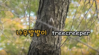 창경궁나무발발이 treecreeper [upl. by Ozne]