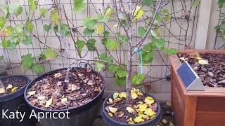 Apricot Nectarine Nectaplum Aprium tree planting [upl. by Eilahtan955]