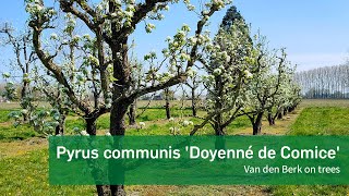 Pyrus communis Doyenné de Comice  Van den Berk on Trees [upl. by Siegel826]