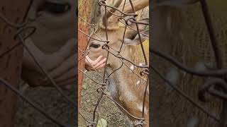 Bonkupuria deer park near Mukutmanipur dam [upl. by Hanid]