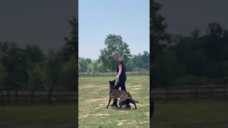 PSA PDC obedience routine with Storm my belgianmalinois dog malinois dogtraining [upl. by Nadabus589]