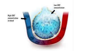 Gaseous exchange in lungs [upl. by Anaitak]