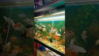 fish goldfish aquarium amazingfacts amazing fishing pets fishaquarium trending animal [upl. by Marj357]