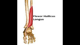 Two Minutes of Anatomy Flexor Hallucis Longus [upl. by Llirred25]