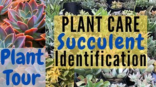 Plant identification and succulent care tips on nursery plant tour with Moody Blooms [upl. by Lemak587]