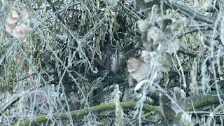 Northern Sawwhet Owl Waking Up [upl. by Leanne5]