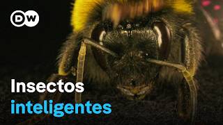 La asombrosa inteligencia de los abejorros las avispas y otros insectos  DW Documental [upl. by Laerol]