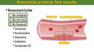 Hemostasia Etapas Fase vascular plaquetaria coagulación de la sangre fibrinólisis [upl. by Julissa982]