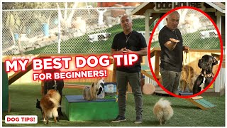 MY BEST ADVICE FOR BEGINNER DOG OWNERS  DOG TIPS [upl. by Anabal]