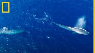 El quotCoqueteoquot de las BALLENAS AZULES captadas por esta cámara  National Geographic en Español [upl. by Okimik301]